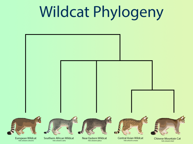 WildcatPhylogeny
